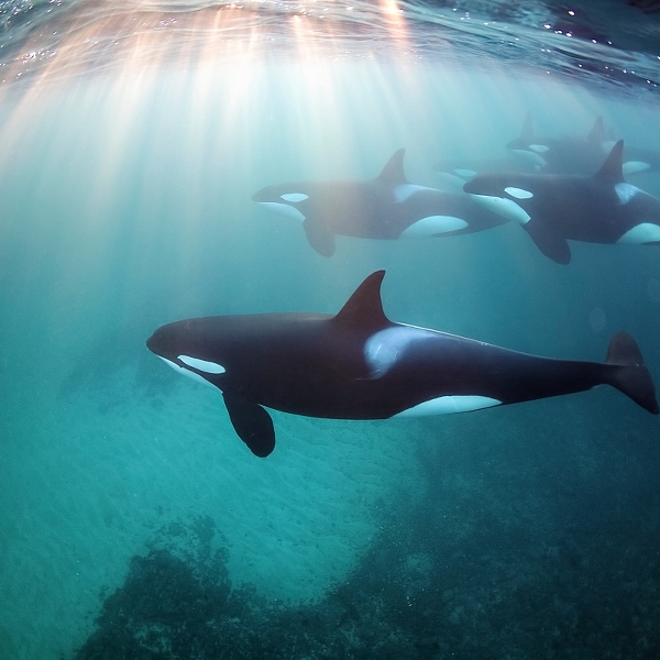 VIMFF dedicate diving free 600x600