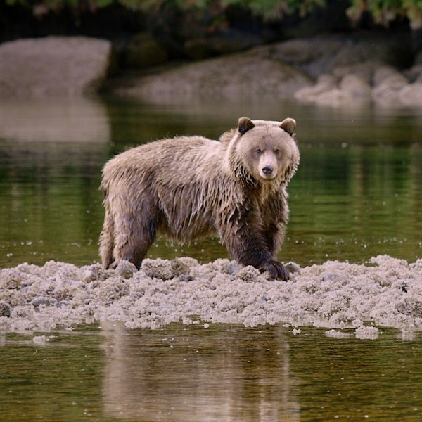 WayOfTheHunter vimff 2019 featured