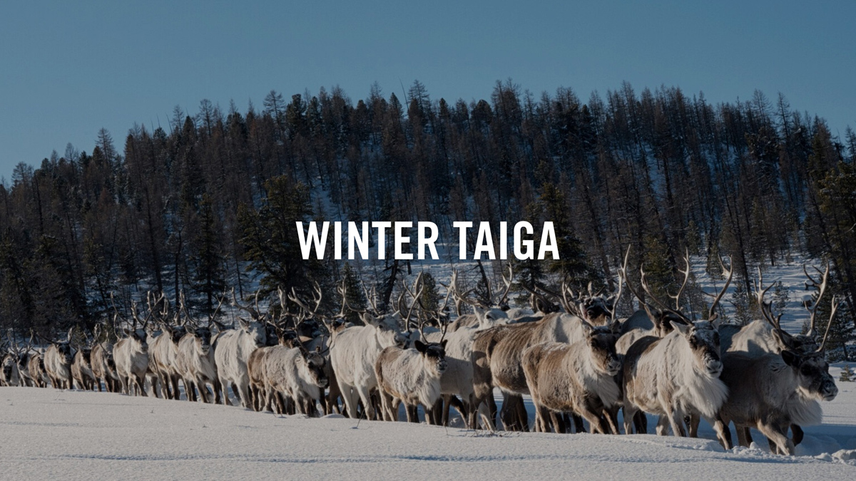Winter Taiga | VIMFF 2025