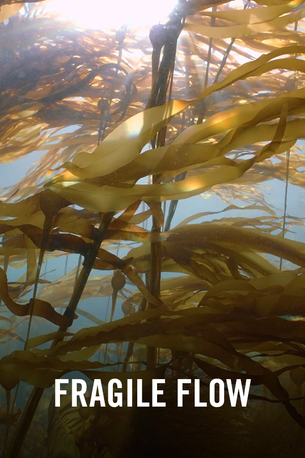 VIMFF Fall Series Fragile Flow