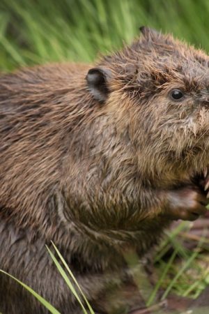 TheBeaverBelievers vimff 2019 FEATURED