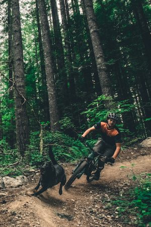 VIMFF 2020 FROM SLIDE TO RIDE FEATURED