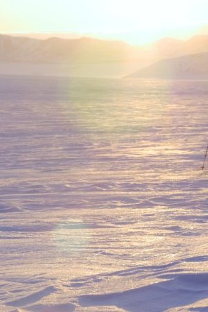 VIMFF Camera Trap3 p1c3en858810pmt7m1v5dlp11n1p 600x600