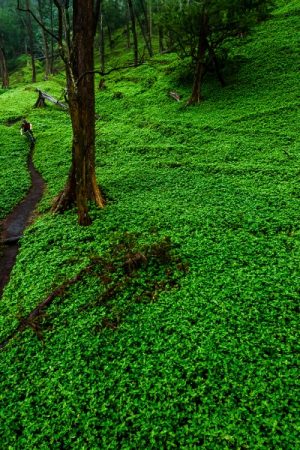 VIMFF Dreamride 2 2 600x600