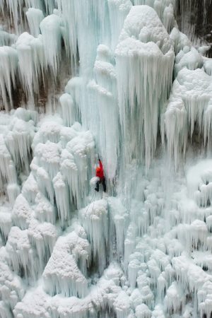 VIMFF Searching for Christmas Tree 600x600