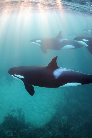 VIMFF dedicate diving free 600x600