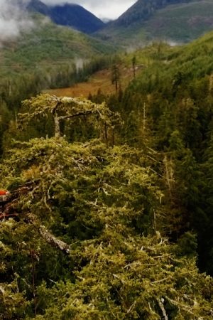 VIMFF hunting giants 5 600x600