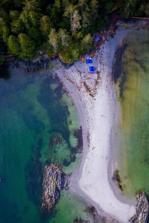 VIMFF searching for coastal wolves in the great bear rainforest 3 600x600