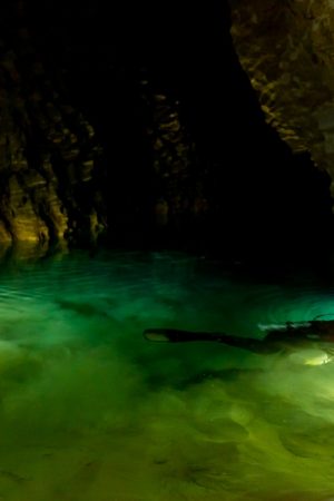 VIMFF the ario dream 600x600