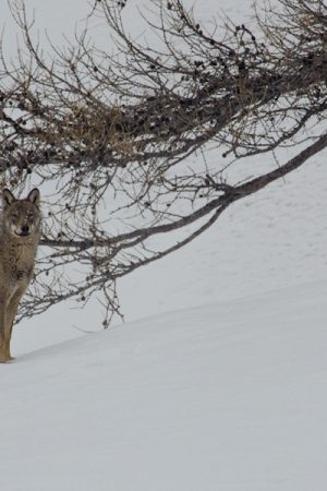 VIMFF valley of the wolves 2 600x600