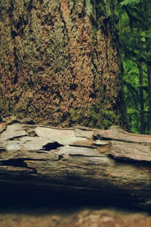 beyond climate film vimff 2019 featured