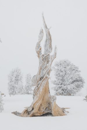 treeline vimff 2019 FEATURED