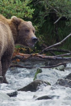 vimff 2020 bear like featured