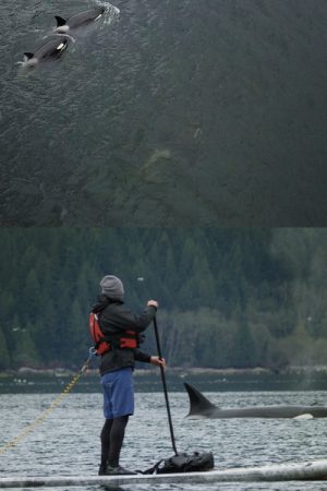 vimff 2020 howe sound featured