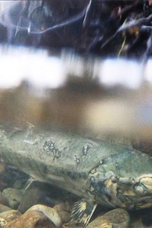 vimff 2021 the return featured square