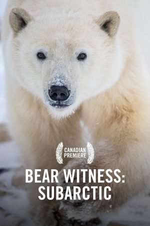 vimff bear witness subarctic x