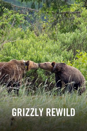 VIMFF Films x Grizzly Rewild