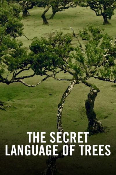 VIMFF X The Secret Language of Trees