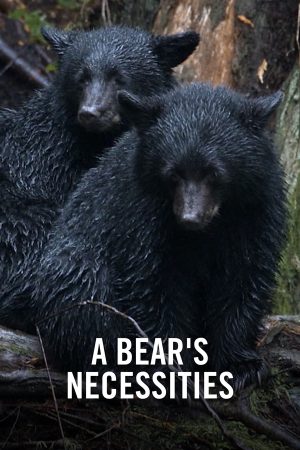 VIMFF Films x VIMFF x A Bear's Necessities