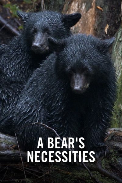 VIMFF Films x VIMFF x A Bear's Necessities