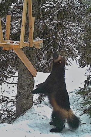 vimff chasing a trace 1